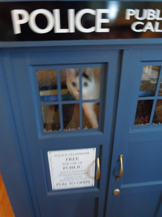 cat-tardis2