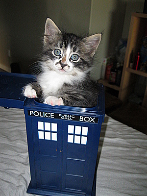 cat-tardis3
