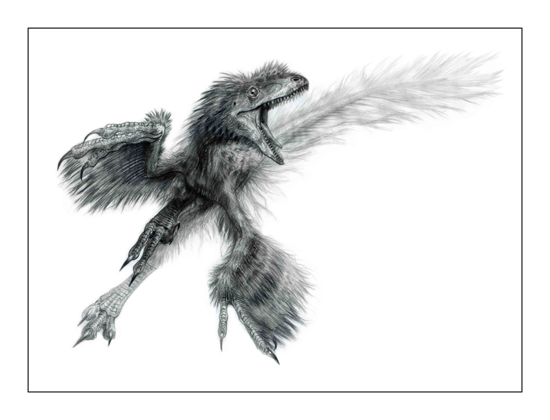 Todd.Marshall_Juvenile_Sinornithosaurus300d